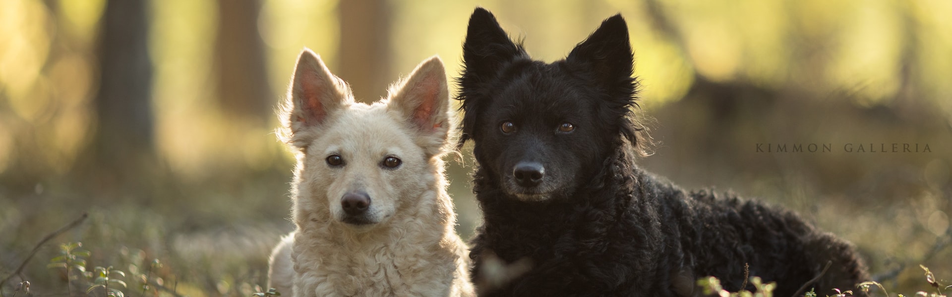 Fako ja musta mudi makaa metsässä vierekkäin