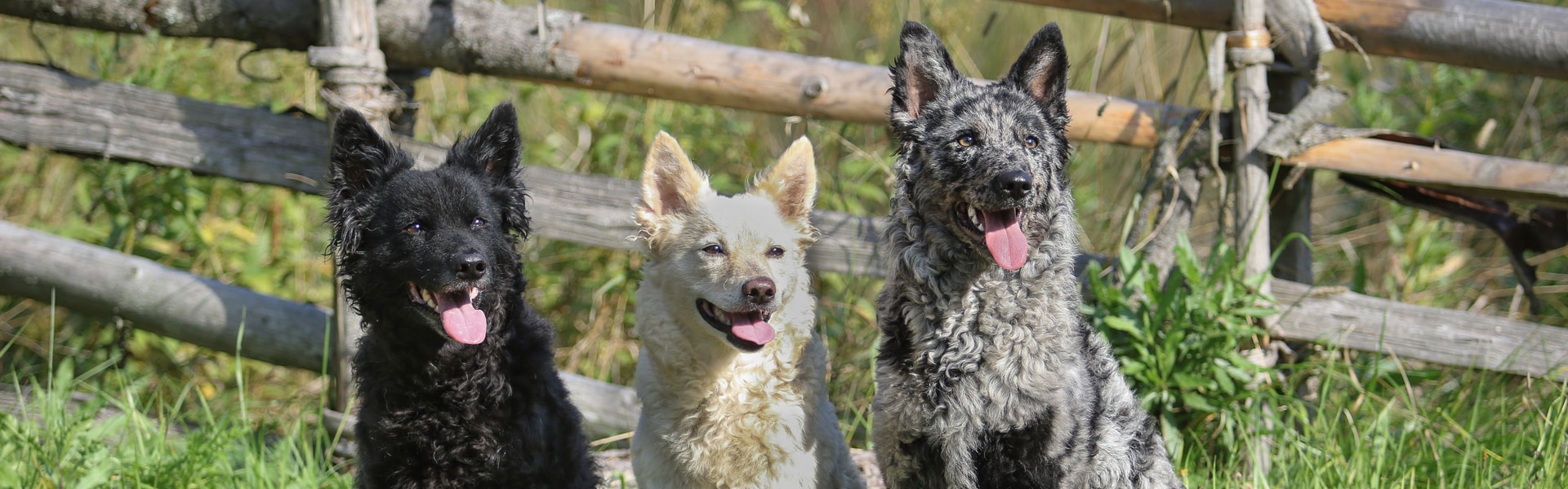 Kolme eri väristä mudia istuu vierekkäin.