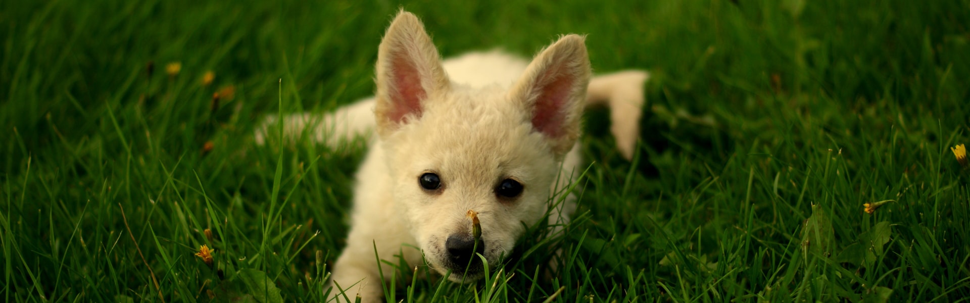 Fako mudipentu ruohotaustalla