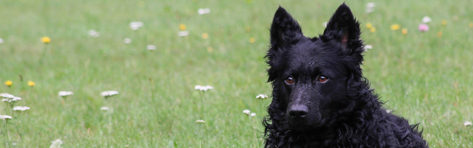 Musta mudi ruohikkotaustalla