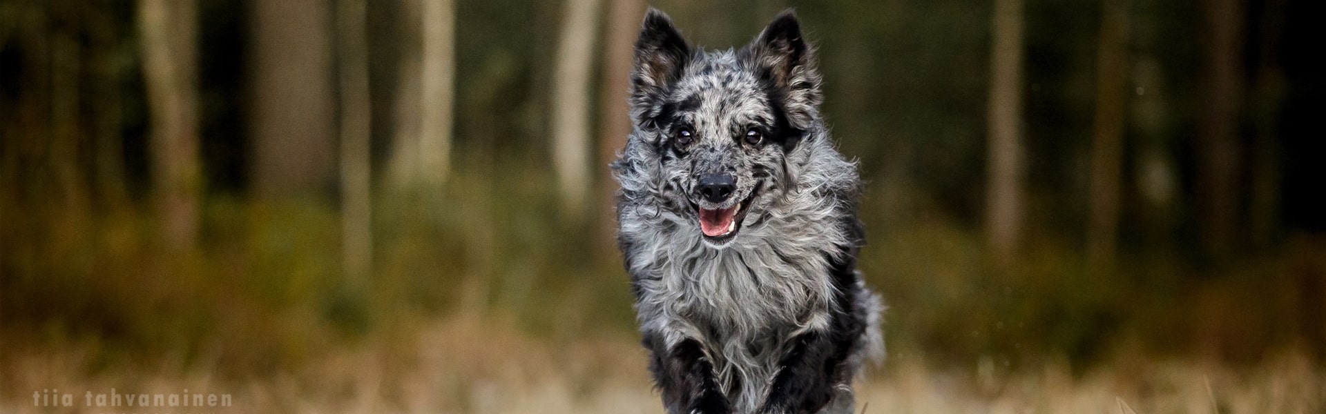 Cifra mudi juoksee kohti kameraa