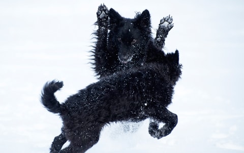 Kaksi mustaa mudia leikkii hangessa