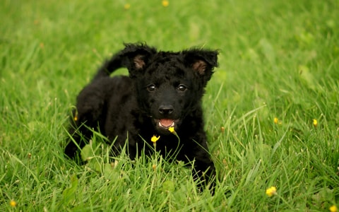 Mustan värinen pentu syö nurmikkoa