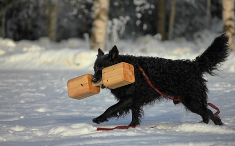 Mudi kantaa isoa noutokapulaa