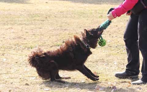 Ruskea mudi vetää lelua omistajansa kanssa