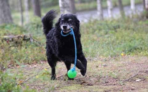 Musta mudi juoksee metsässä kohti kameraa