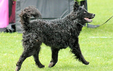 Musta mudi ravaa näyttelykehässä