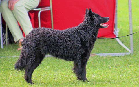 Musta mudi seisoo näyttelykehässä