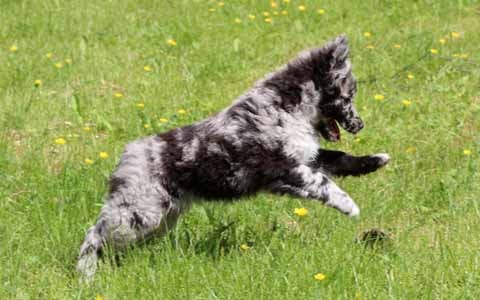 Cifran värinen pentu leikkii nurmikolla