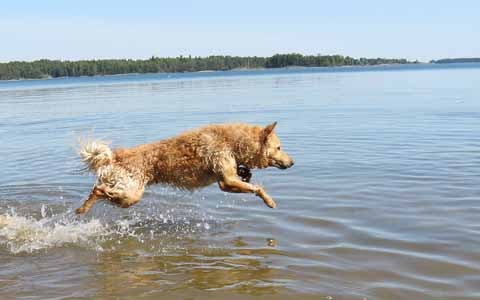 Fako mudi hyppäämässä uimaan