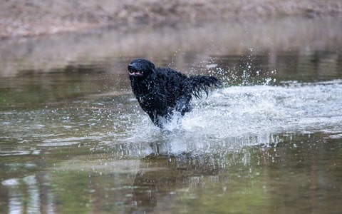 Musa mudi juoksee matalassa vedessä